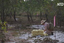 В’єтнамські поля очистили від мін і знову обробляють