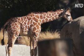 Зоопарк у Мехіко показав відвідувачам дитинча жирафа