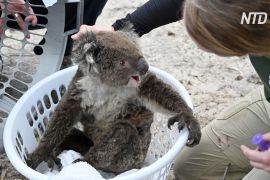 В Австралії лікують коал від опіків і роблять будиночки для опосумів