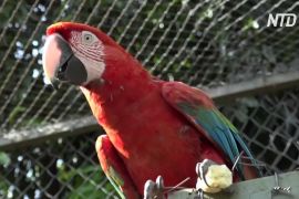 У Парагваї у випущених на природу червоних ара вилупилося пташеня