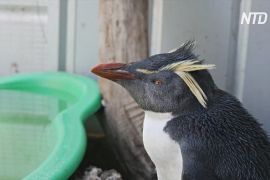 Австралійка закликає людей не годувати пінгвінів-знайд