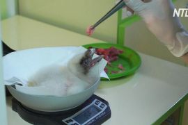 Пташеня рідкісного грифа-ягнятника вилупилося в болгарському центрі охорони природи