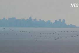 Перелітні птахи зупиняються в заснулих містах Лівану