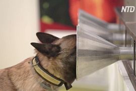 У Франції собак тренують шукати заражених коронавірусом