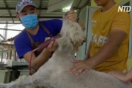 Волонтер безкоштовно стриже собак у притулках Таїланду