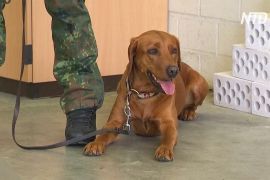 У Німеччині службові собаки тренуються виявляти в людей коронавірус