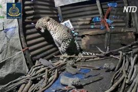 В Індії самиця леопарда народила дитинчат поруч із житловим будинком