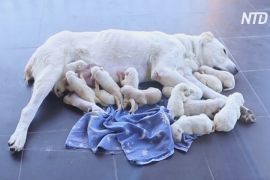 Мама-рекордсменка: грузинська вівчарка народила відразу 17 цуценят
