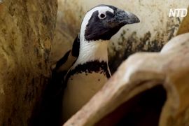 Пінгвіни в акваріумі ПАР під час карантину відчували стрес