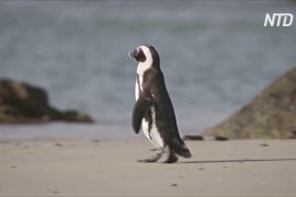 У ПАР рятують популяцію очкових пінгвінів, вирощуючи осиротілих пташенят