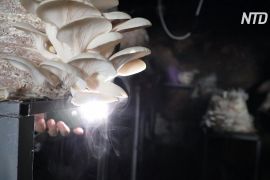 Гливова ферма в печері: житель Іраку знайшов сприятливі умови для грибів