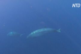 Біля берегів Мексики знайшли новий вид китів