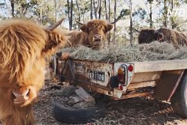Шотландські корови скидають шерсть в умовах австралійського літа