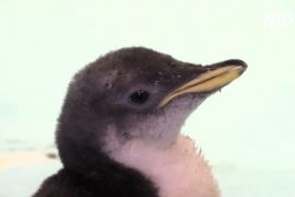 Акваріум у Мехіко показав дитинча субантарктичного пінгвіна