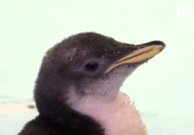 Акваріум у Мехіко показав дитинча субантарктичного пінгвіна