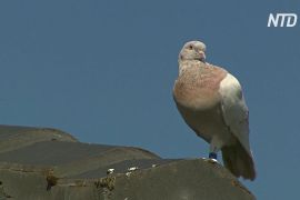 Урятувати голуба Джо: як птах подолав 13 тис. кілометрів зі США до Австралії