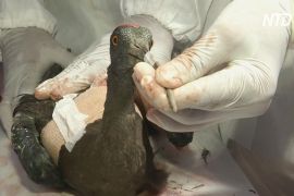 В Індії ветеринари рятують птахів, які постраждали від повітряних зміїв