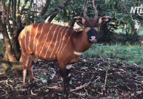 У кенійському заповіднику вивели понад 70 рідкісних лісових антилоп бонго