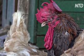 Сенатори Франції відстояли право півнів кукурікати, а качок — крякати