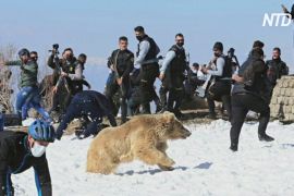 В Іраку випустили в дику природу врятованих рідкісних ведмедів