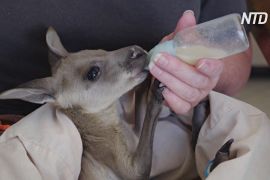Австралійка за 10 років виростила понад 200 осиротілих кенгуру й валабі