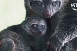 У рідкісних ведмежих кускусів у Вроцлавському зоопарку народилося дитинча