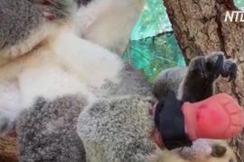 Австралійський стоматолог зробив перший у світі протез лапи для коали