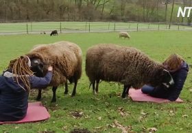 На німецькій фермі дозволяють обніматися з вівцями, щоб забути про самотність