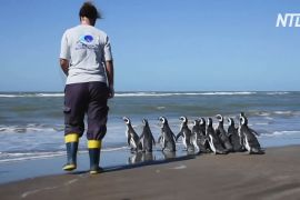 В Аргентині вилікували й повернули в океан 12 пінгвінів магеланських