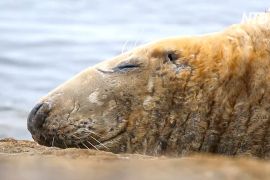 Новий застосунок для спостереження за тюленями допоможе захистити цих тварин