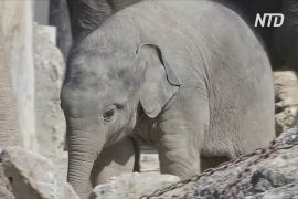 Слоненя в мюнхенському зоопарку пізнає світ і насолоджується теплою погодою