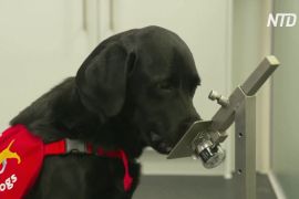 Знайти COVID по запаху: як навчають британських собак-шукачів