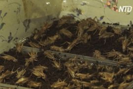 Цвіркуни у фритюрі: киргизький бізнесмен розводить комах на продаж