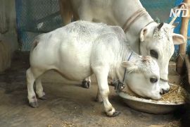 Найменша корова у світі живе в Бангладеш
