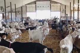 Замість корови — коза: чому американські фермери оновлюють свої стада