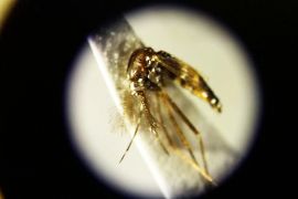 У Німеччині виявили небезпечних азійських комарів