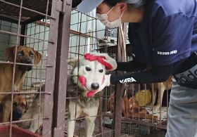 У Південній Кореї суворіше каратимуть за жорстоке поводження з тваринами