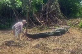 Потягати за хвіст: як болівійський гід дружить із диким крокодилом