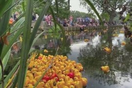 Заплив пластикових качок в англійському місті Кентербері