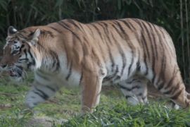 У зоопарку Вашингтона леви й тигри одужують після COVID