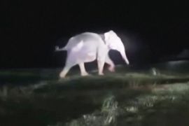 Відкопали екскаватором: як в Індії рятували слоненя