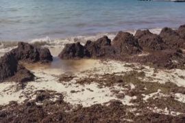 У Мексиці шукають застосування водоростям, які захопили Карибське море