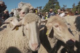 Отари овець заполонили центр Мадрида
