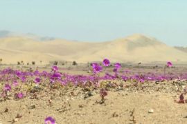 Килим із квітів прикрасив пустелю в Чилі попри посуху
