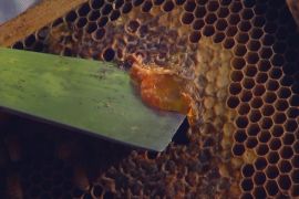 Захистити «шкіряний» мед хоче Австралія