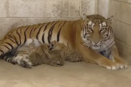Четверо бенгальських тигренят поповнили зоопарк у Мексиці