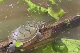 3000 рідкісних річкових черепах випустили в тропічних лісах Перу