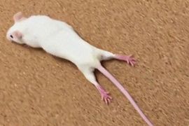 Науковці вилікували від паралічу мишу й тепер переходять до випробувань на людях