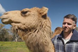 Австралієць шукає нових господарів непотрібним верблюдам
