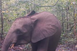 Останній прихисток африканських лісових слонів